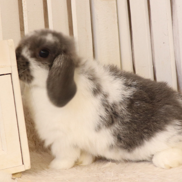 animal_image