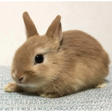 animal_image