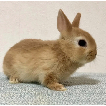 animal_image