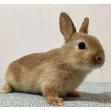 animal_image