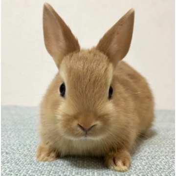 animal_image
