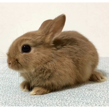 animal_image