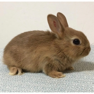 animal_image