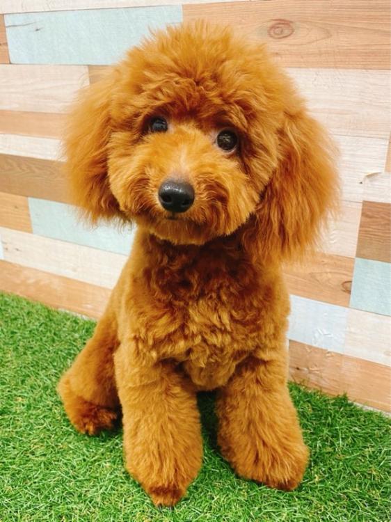 animal_image
