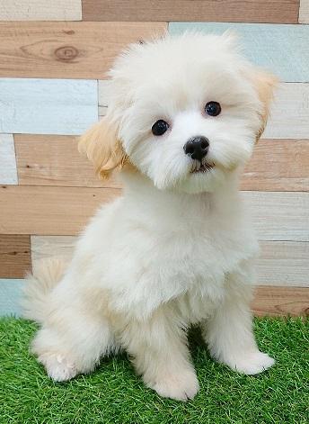 animal_image