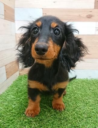 animal_image