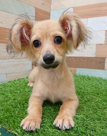animal_image