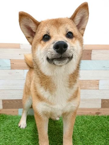 animal_image