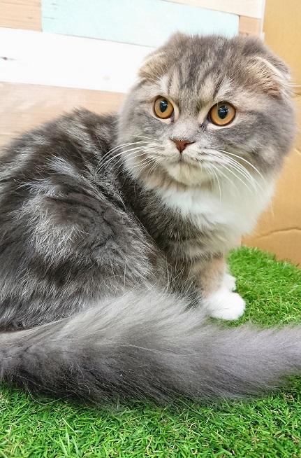 animal_image