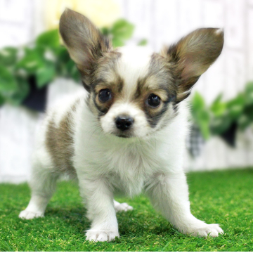 animal_image