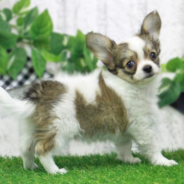 animal_image