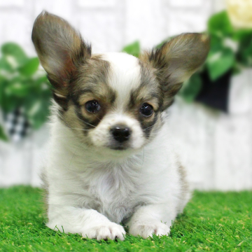 animal_image