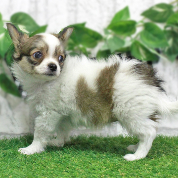animal_image