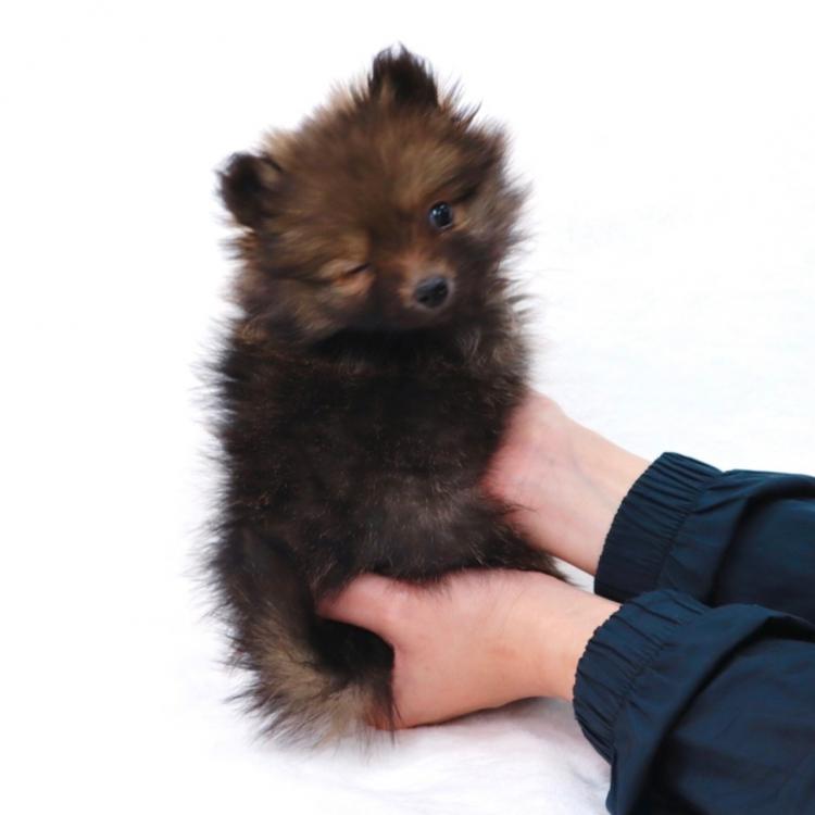 animal_image