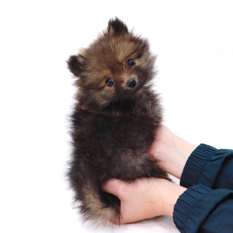 animal_image