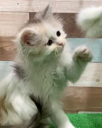 animal_image