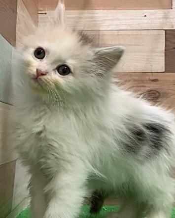 animal_image