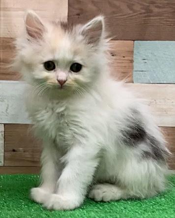 animal_image