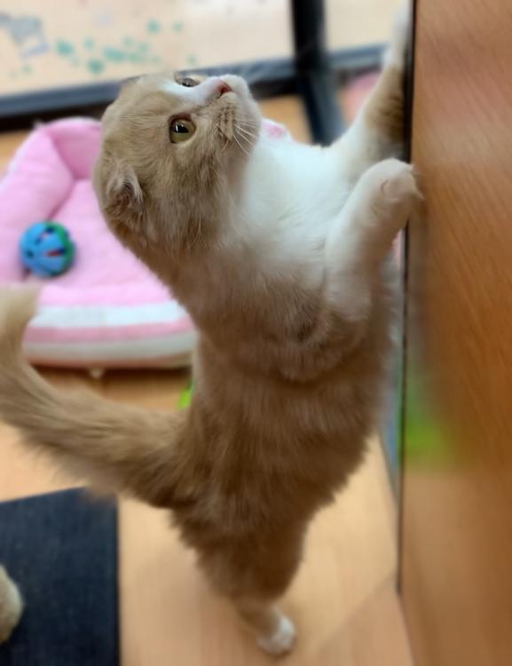 animal_image