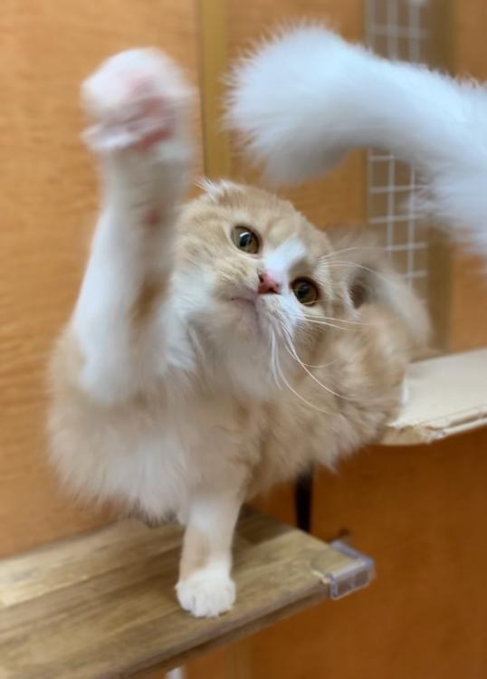 animal_image