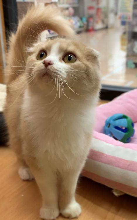 animal_image