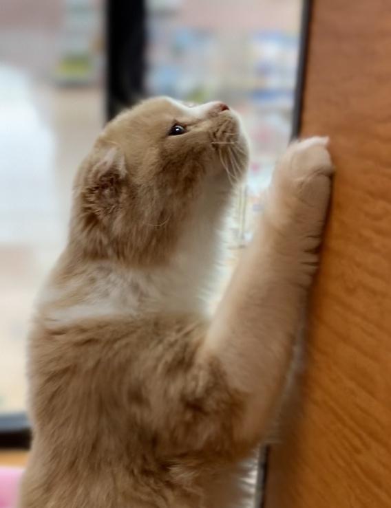 animal_image