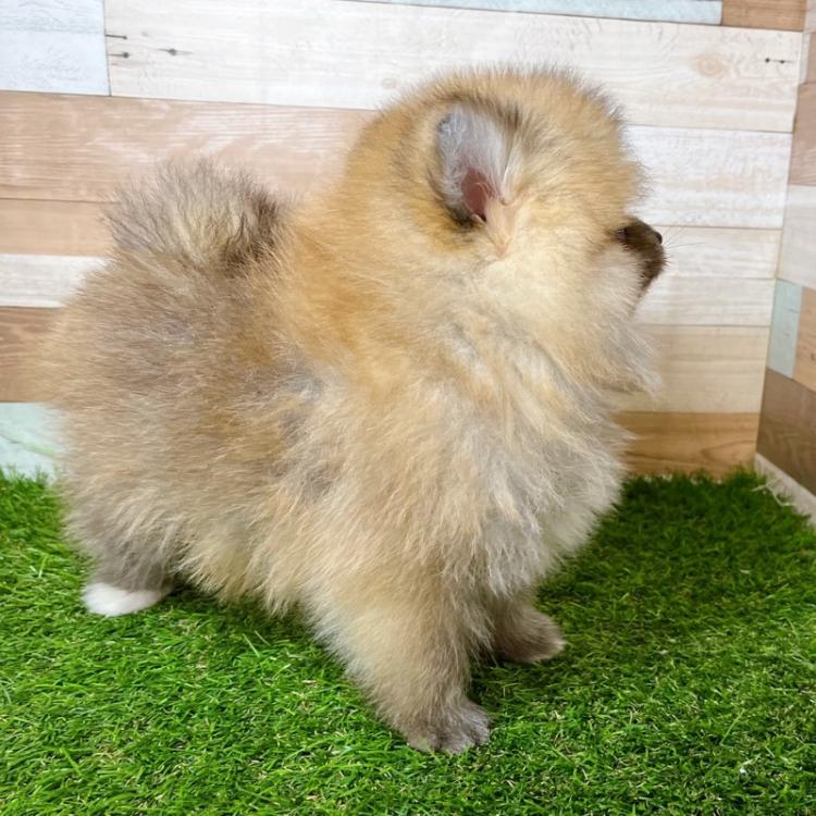 animal_image