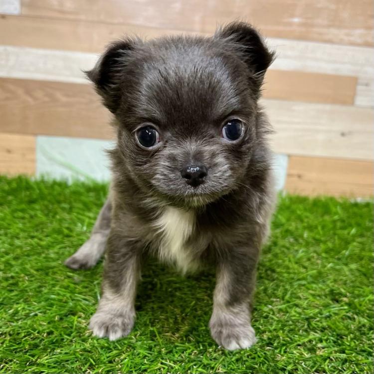 animal_image