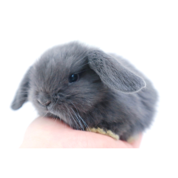 animal_image
