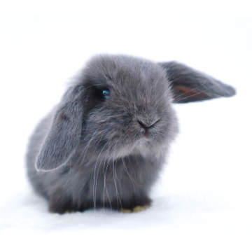 animal_image