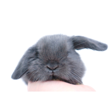 animal_image