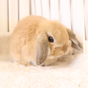 animal_image