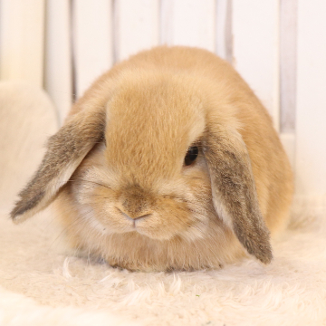 animal_image