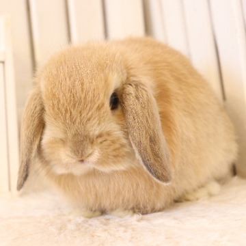 animal_image
