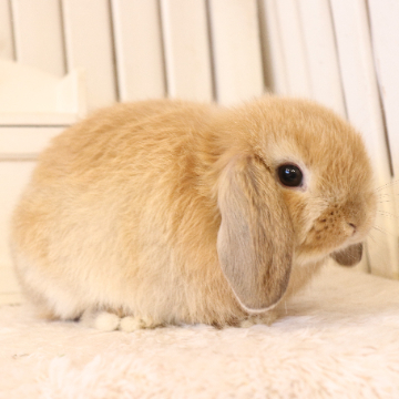 animal_image