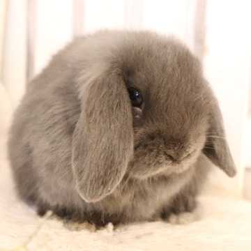 animal_image