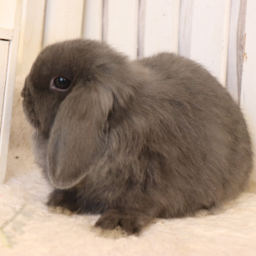 animal_image