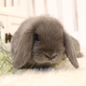 animal_image