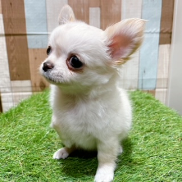 animal_image