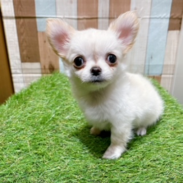 animal_image
