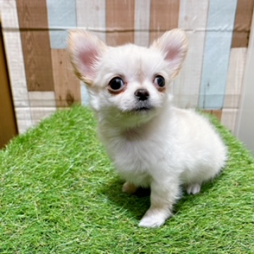 animal_image
