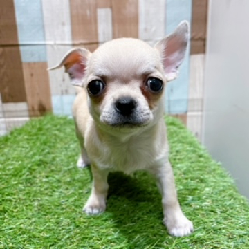 animal_image