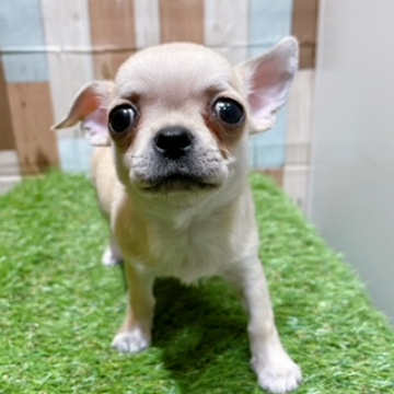 animal_image