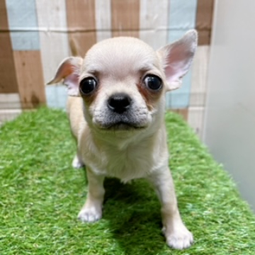 animal_image