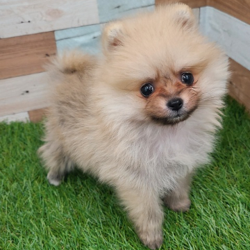animal_image