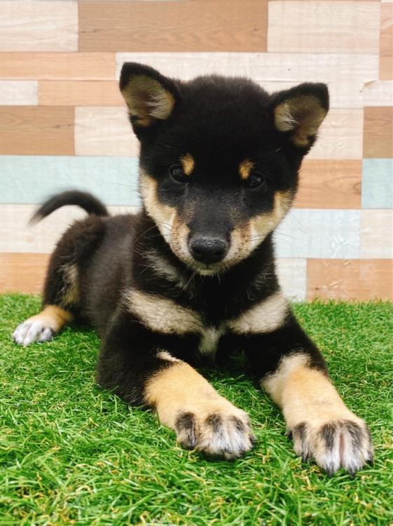 animal_image