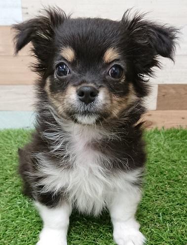 animal_image