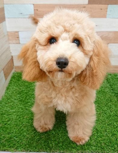 animal_image