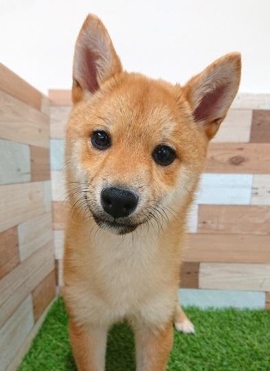 animal_image