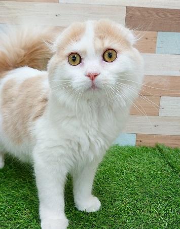 animal_image